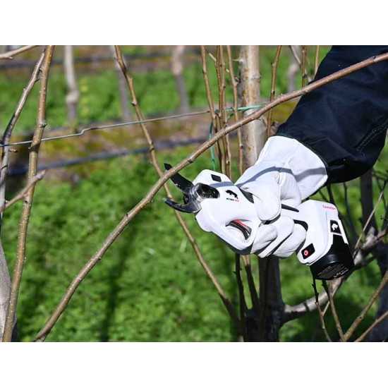 Castellari Castellari Cesoia RYNO 40 | 195,90 € + IVA